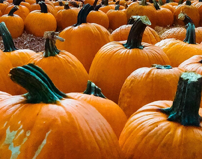seasonal market pumpkins